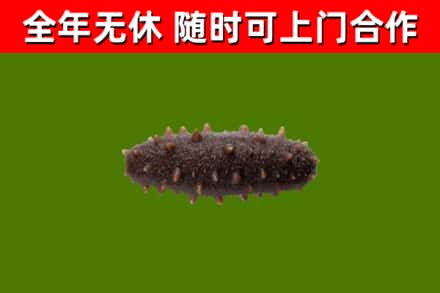连江烟酒回收干海参.jpg